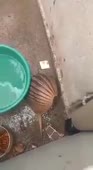 Ихтиандр.webm