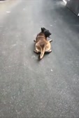 чихуахуа.mp4