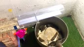 карусель с белками.webm