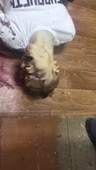 15831714339900.mp4