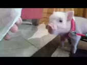пидорашка бежит накатить.webm