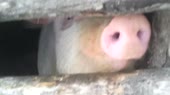 налоги и грабёж, это разные вещи.webm