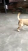 15708708699940.mp4
