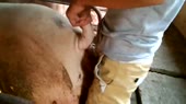 Износ россиянина.webm