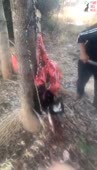 video (2).mp4