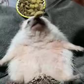 15568589336100.webm