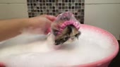 15594600453420.webm
