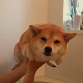 15733828676630.webm