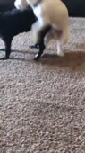 15739926412281.mp4
