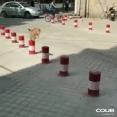 15854459095470.mp4