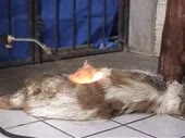 15745500431910.webm