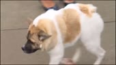 15757386428220.webm