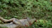 Australovenator vs Leaellynasaur - Австраловенатор против Л[...].mp4