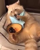 енотик кушает ягодки.webm