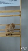 НЕХЛЕБ.mp4