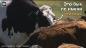 15827979431430.mp4