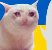 cat1ukr.png