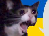 cat2ukr.png