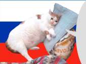 cat3rus.png