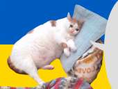 cat3ukr.png