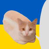 cat4ukr.png