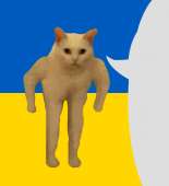 cat5ukr.png