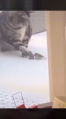 tvideo5262583931269547629.mp4