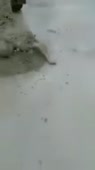 1587573680498.webm