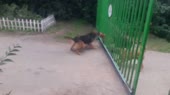 15470884292220.webm