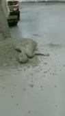1587573680498.webm