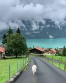 15868141671390.webm