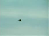 Корабли.webm