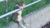 15598537313601.webm