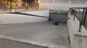 1586951955097.webm