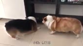 собакиругаютсянакитайском.mp4