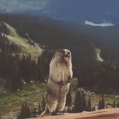Бобёр.webm