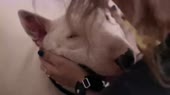 de3f0a82be42c4d52f17c48b05b35a00.webm