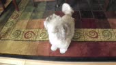 15857015405950.webm