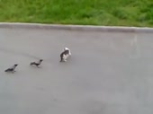 саспенс котики вороночки.webm