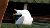 смеется чайка.webm