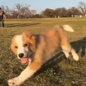 собака-улыбака-побежака.webm