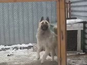собакен драмнбейс.webm