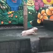 собачка дурачится в фонтанчике.webm