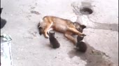 собачка и котяточки.webm