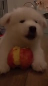 собачка кушает яблочко.webm