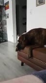 собачка подпевает ментовской мигалке.mp4