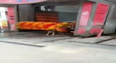 собачка моется.mp4