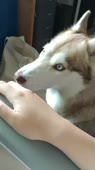 собачка просит погладить.mp4