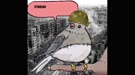 15857765334602.webm