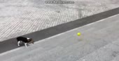 собачке не с кем играть.webm